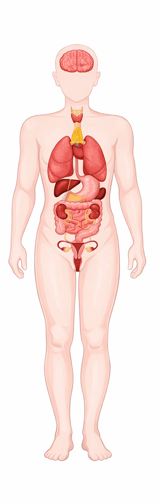 Human Body