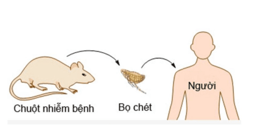Dịch Hạch: Nỗi Ám Ảnh Đen Tối Của Nhân Loại – Nguyên Nhân, Triệu Chứng và Cách Phòng Ngừa, Điều Trị Hiệu Quả