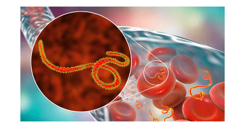Ebola Là Gì? Những Điều Cần Biết Về Căn Bệnh Truyền Nhiễm Nguy Hiểm Này